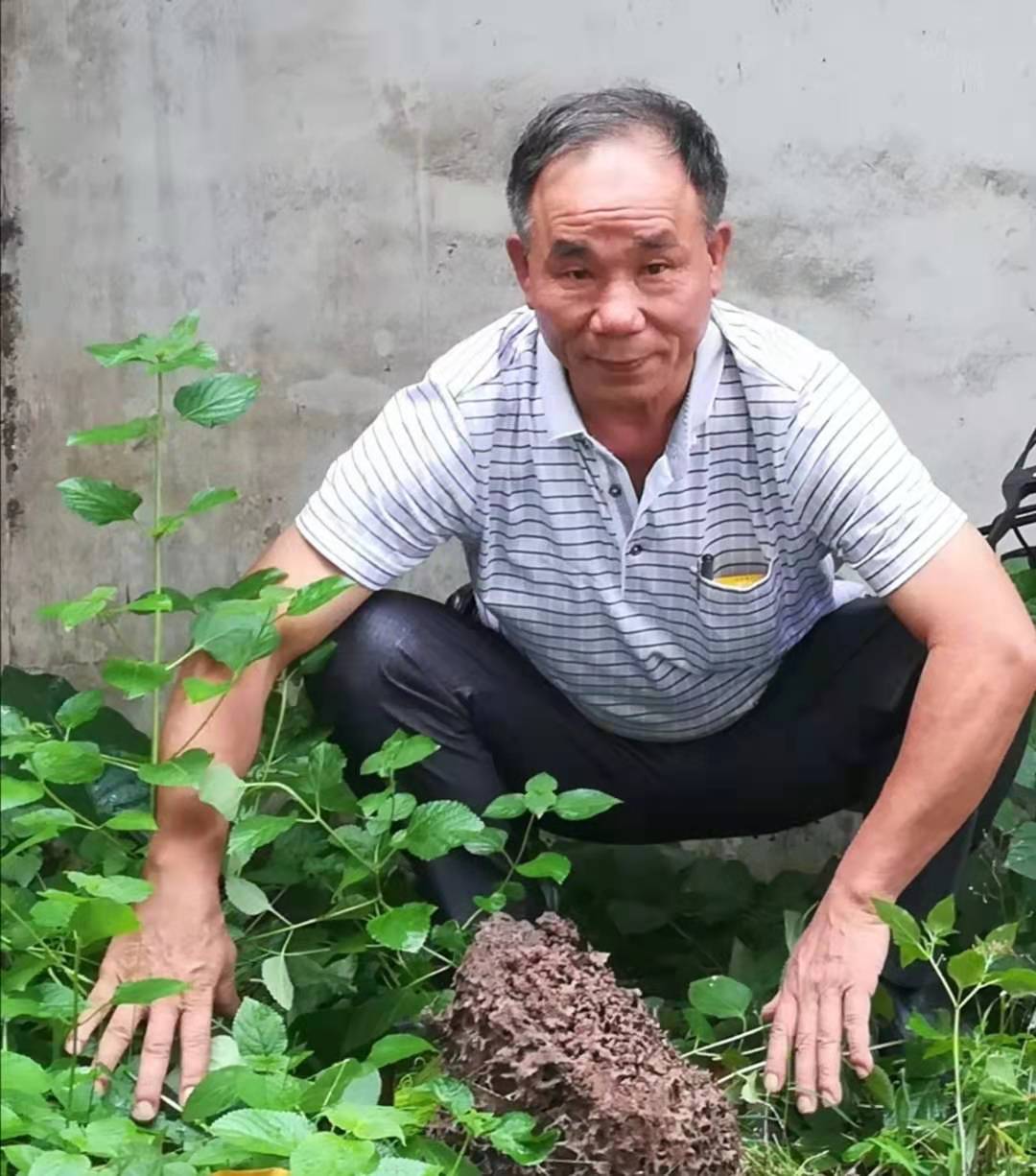 珠海白蟻預防